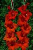 Flora Red
